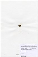 藏品(寬角叉珊藻)的圖片